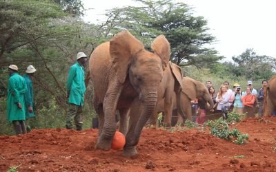 Chapter 4 – KWAHERI KENYA